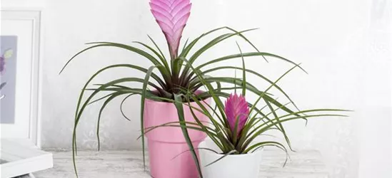 Tillandsia