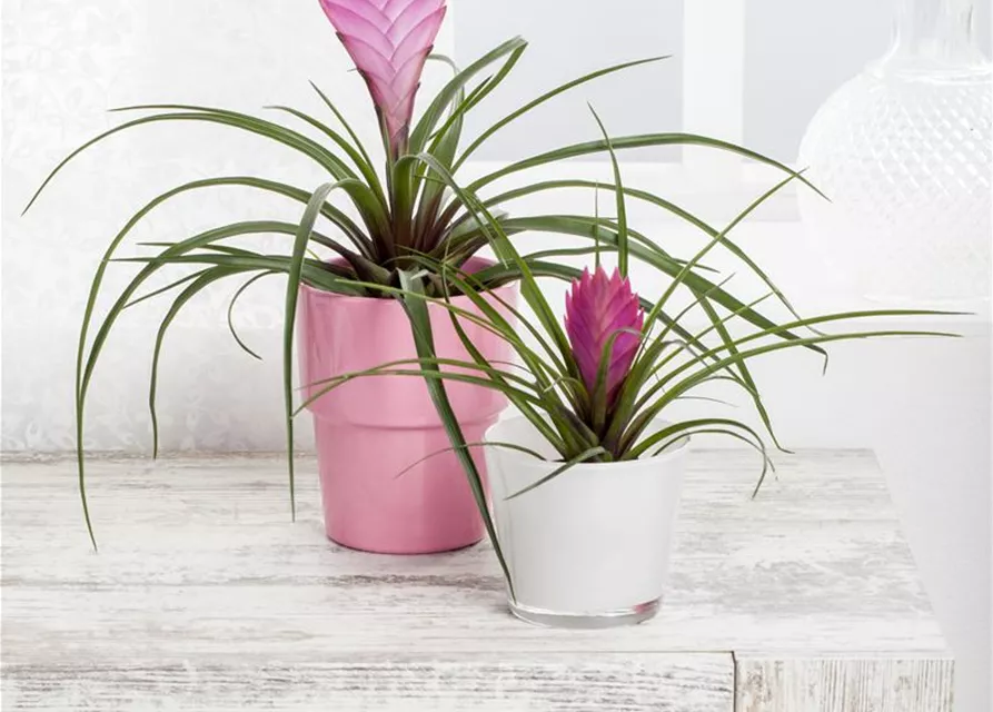 Tillandsia