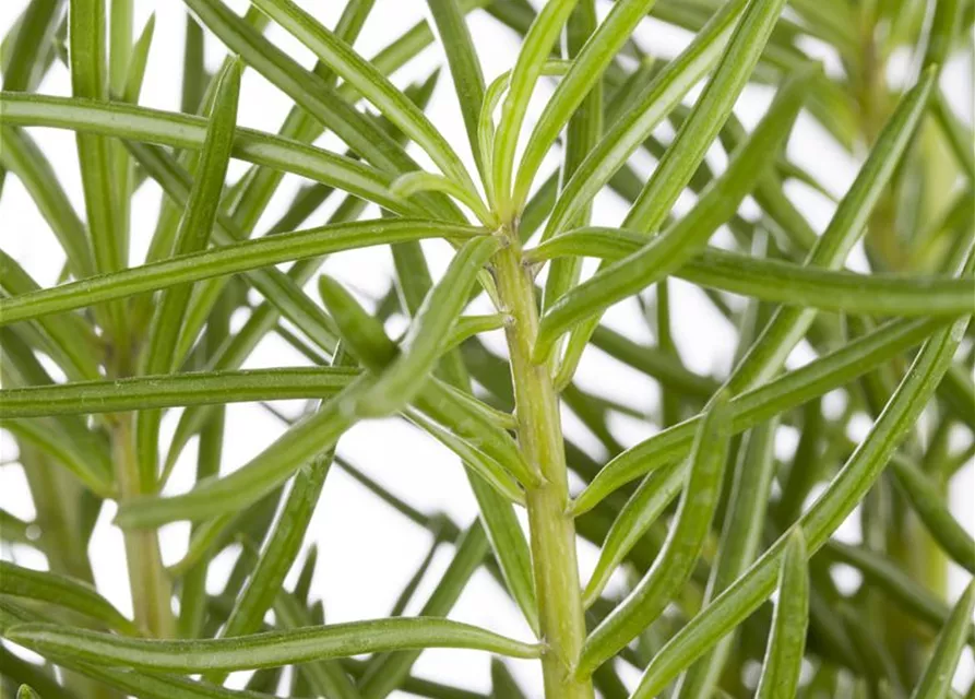 Senecio barbertonicus