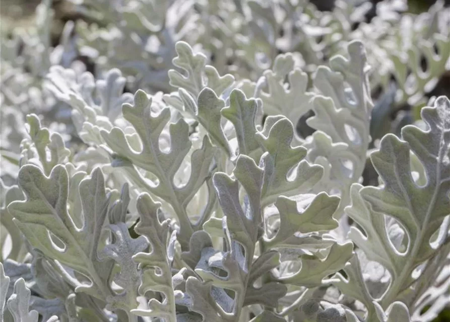 Senecio cineraria