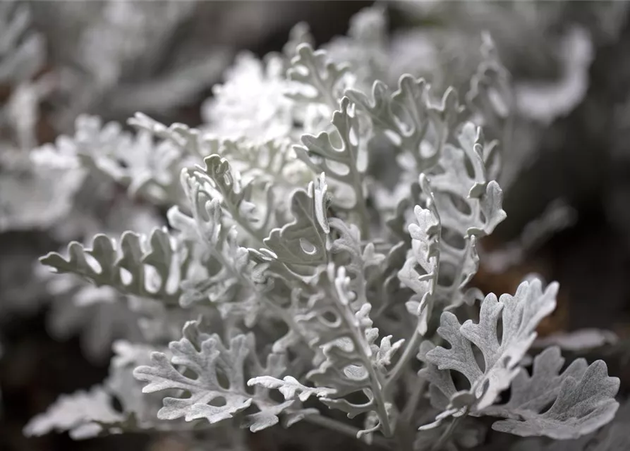 Senecio cineraria