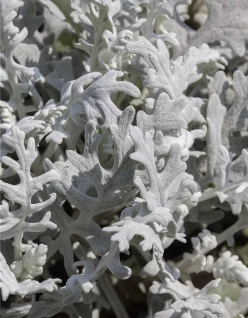 Senecio cineraria