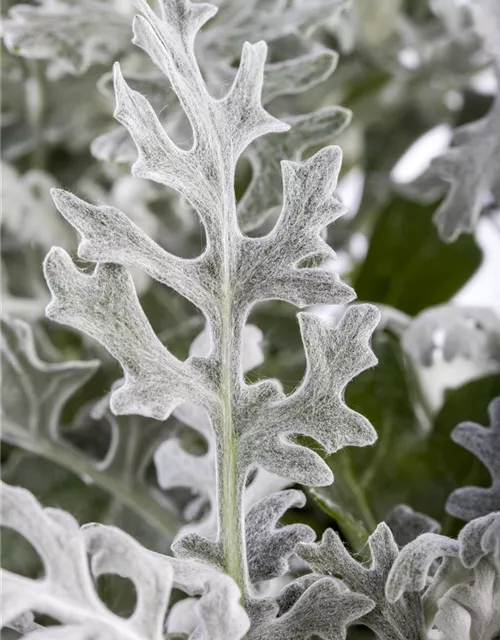 Senecio cineraria