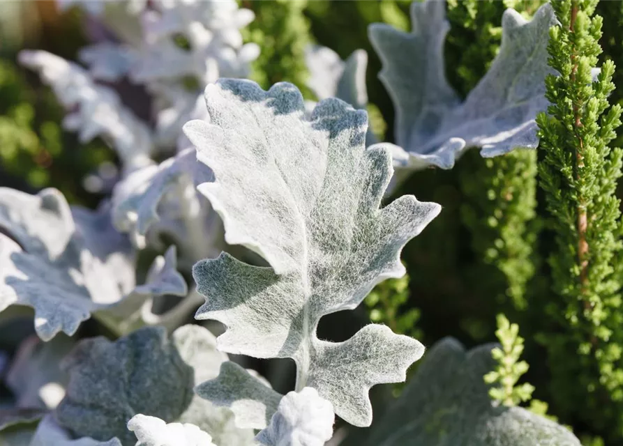 Senecio cineraria