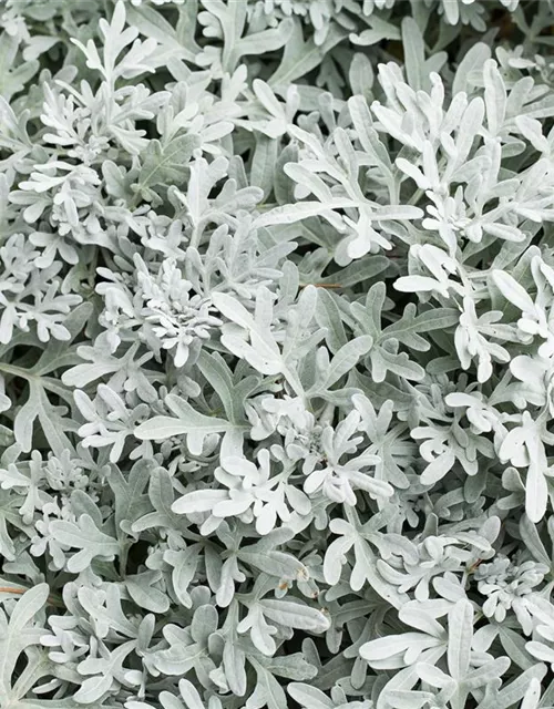 Senecio cineraria