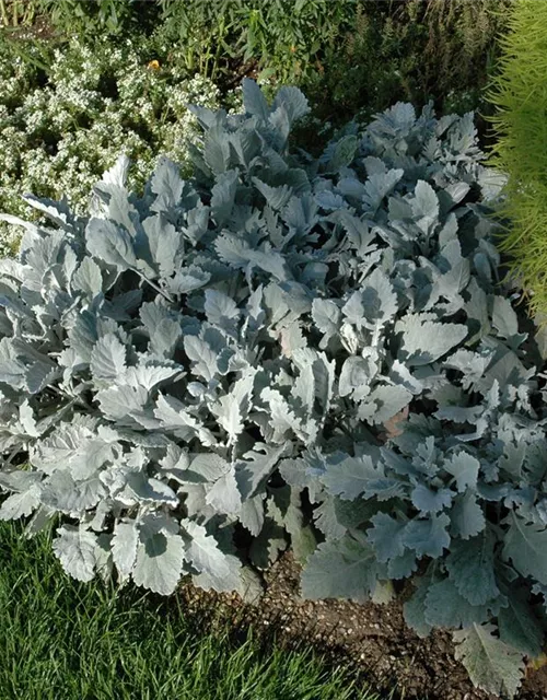 Senecio cineraria