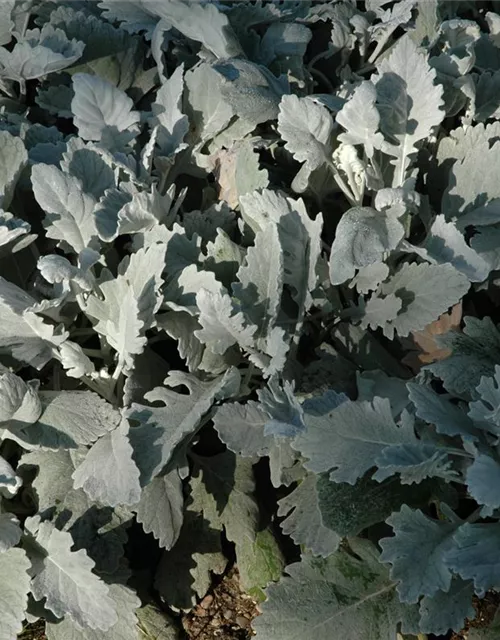 Senecio cineraria