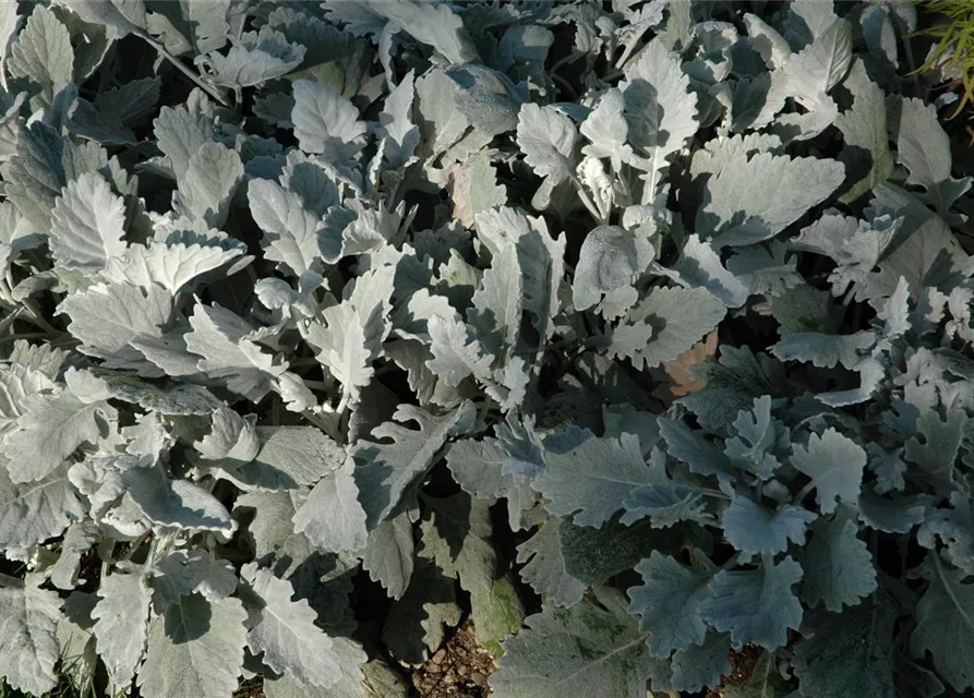 Senecio cineraria