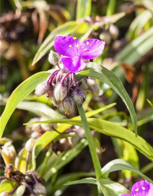 Tradescantia andersoniana