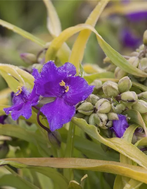 Tradescantia andersoniana