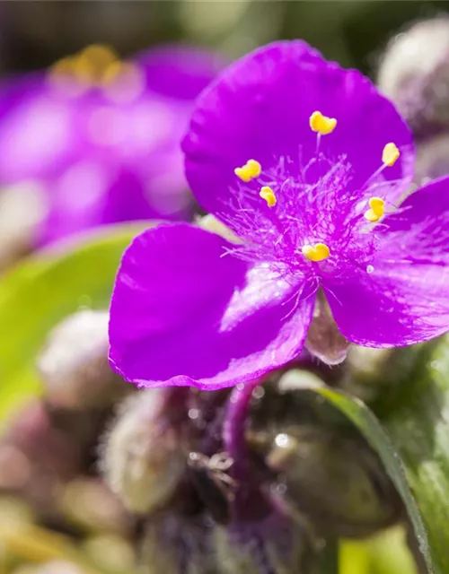 Tradescantia andersoniana