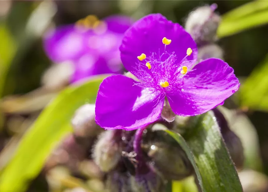 Tradescantia andersoniana