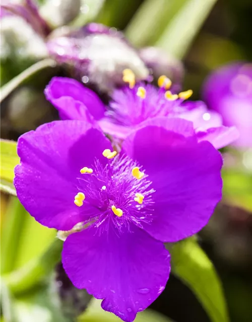 Tradescantia andersoniana