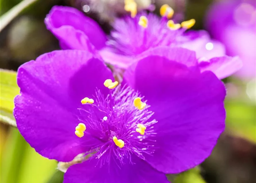 Tradescantia andersoniana