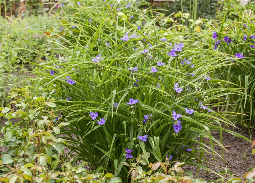 Tradescantia andersoniana