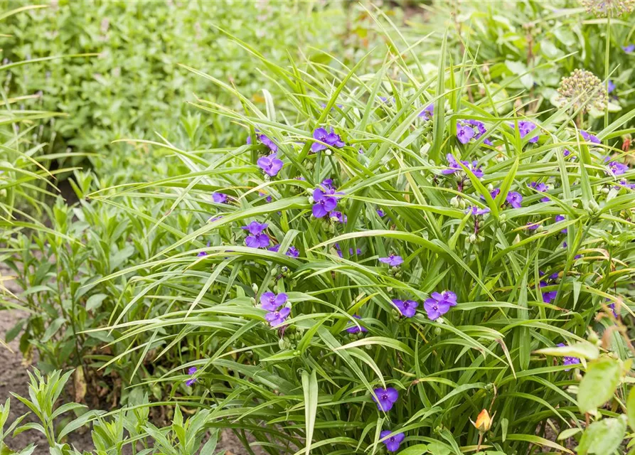 Tradescantia andersoniana