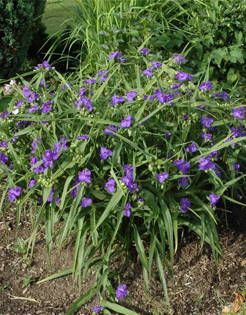 Tradescantia andersoniana