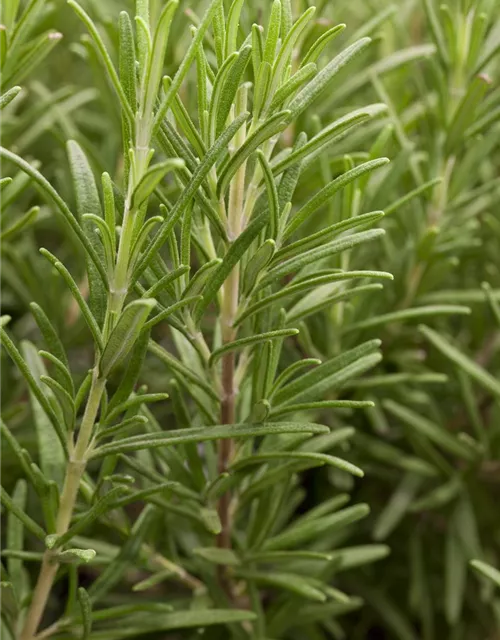 Rosmarinus officinalis