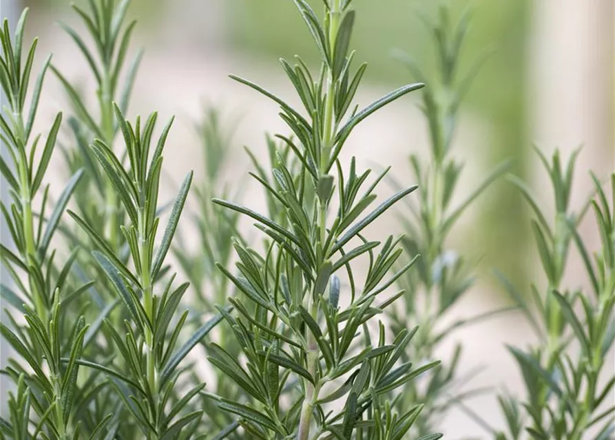 Rosmarinus officinalis