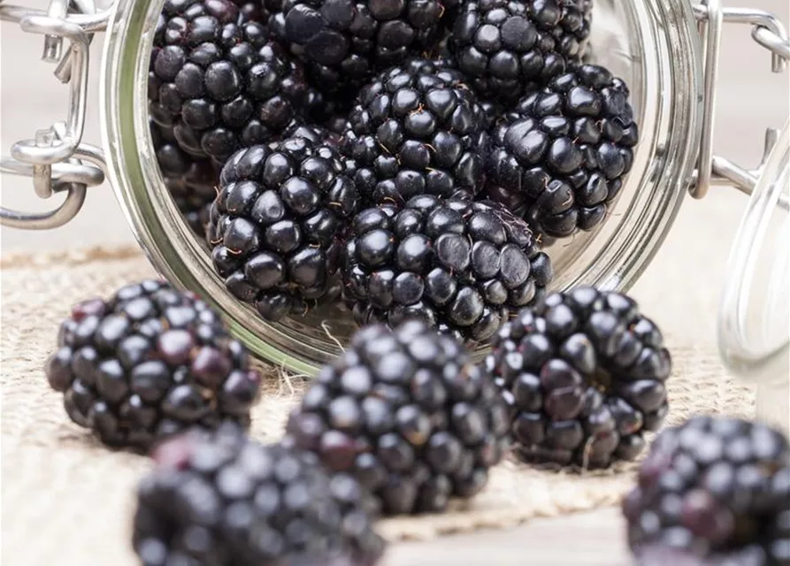 Rubus fruticosus