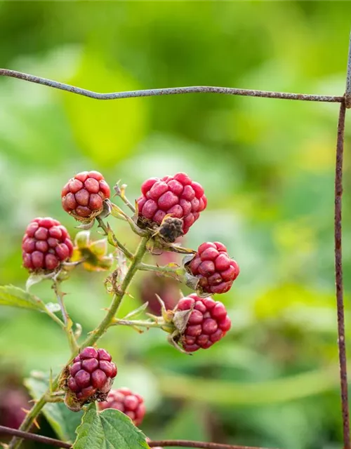 Rubus fruticosus