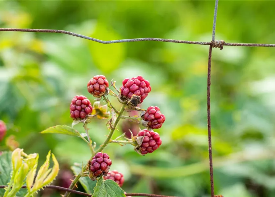 Rubus fruticosus