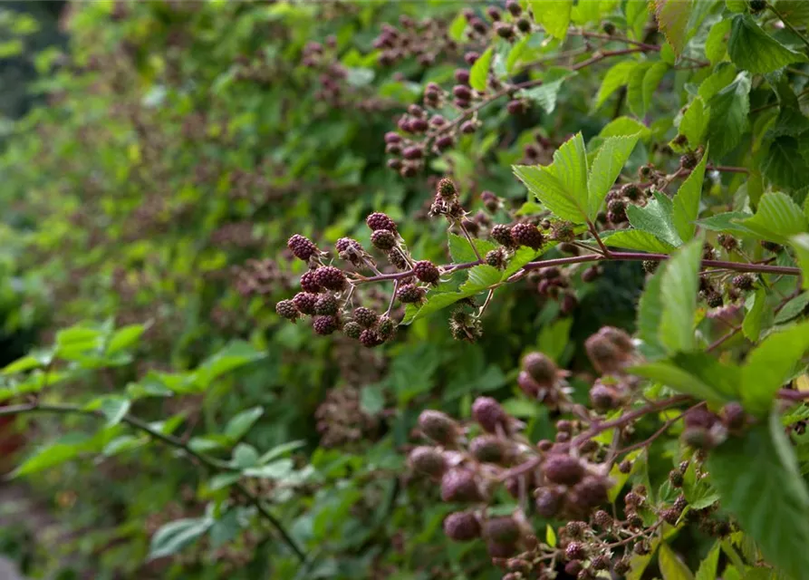 Rubus fruticosus