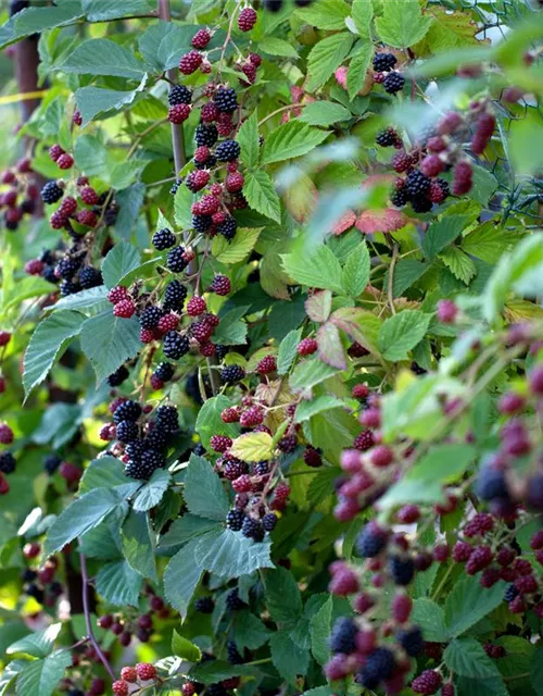 Rubus fruticosus