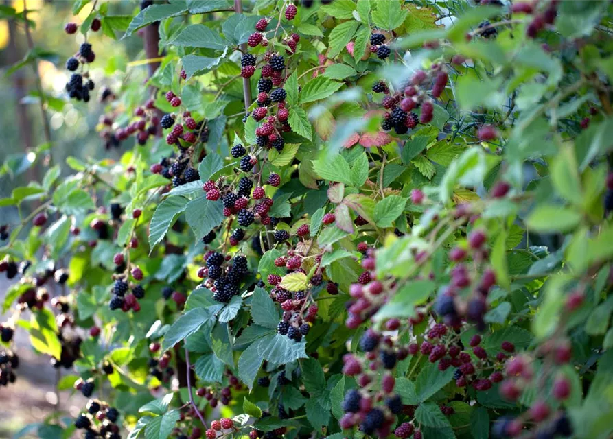 Rubus fruticosus