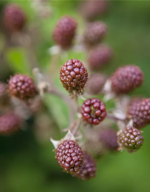 Rubus fruticosus