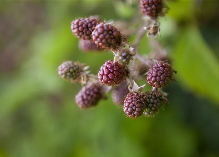 Rubus fruticosus