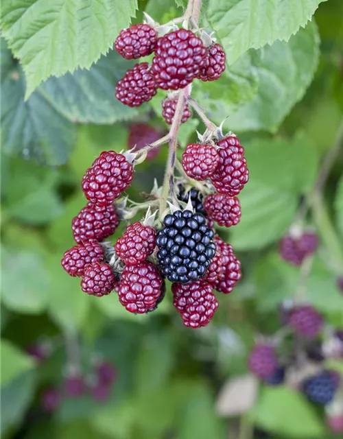 Rubus fruticosus