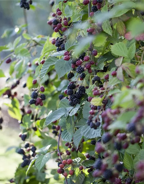 Rubus fruticosus