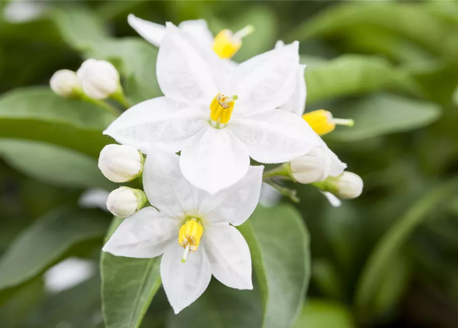 Solanum jasminoides