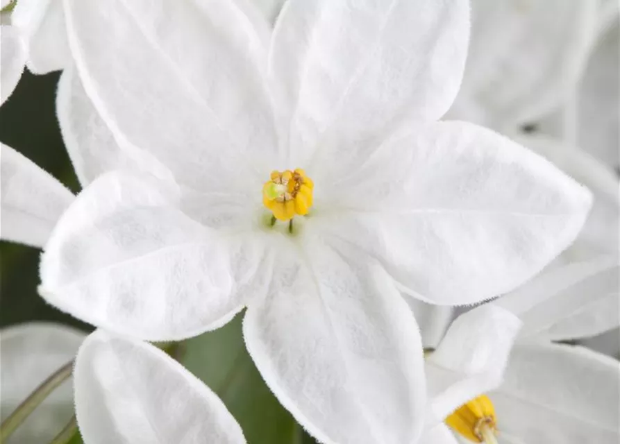 Solanum jasminoides