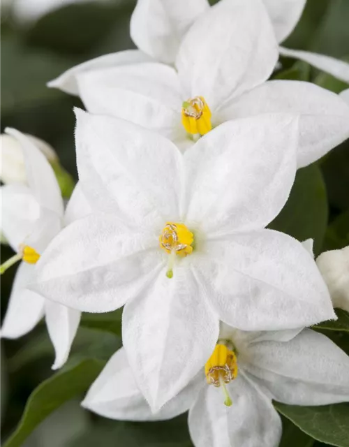 Solanum jasminoides