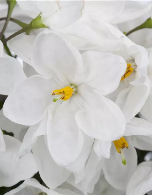 Solanum jasminoides