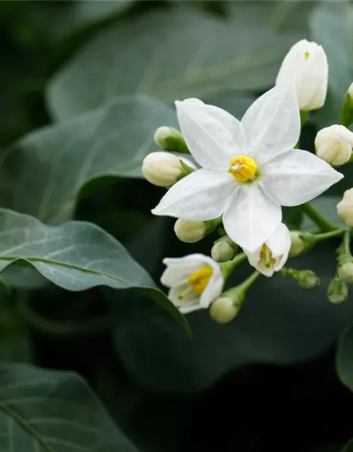 Solanum jasminoides