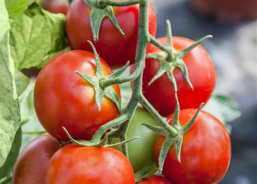 Solanum lycopersicum