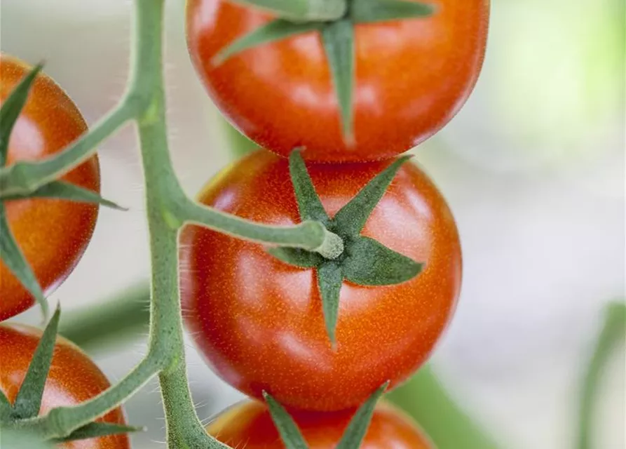 Solanum lycopersicum