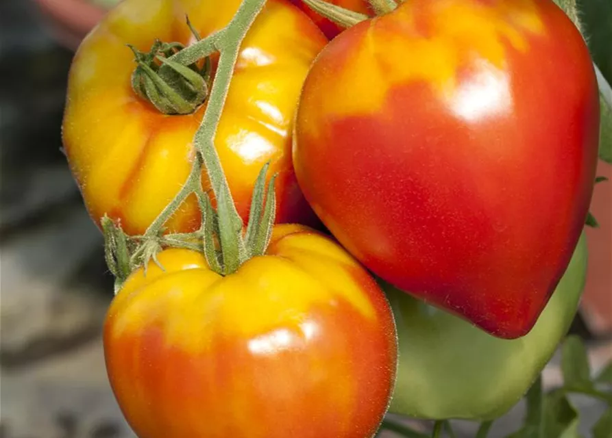 Solanum lycopersicum