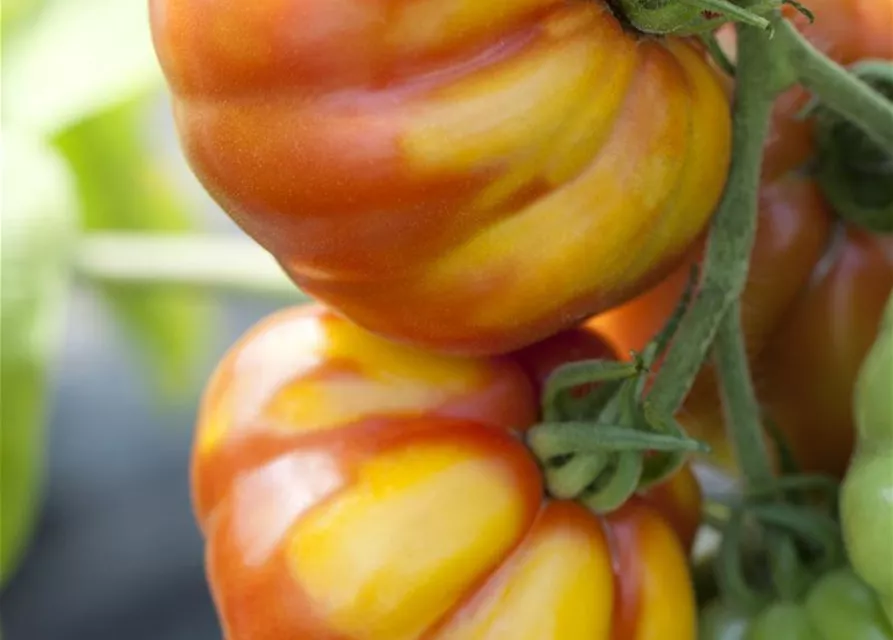 Solanum lycopersicum