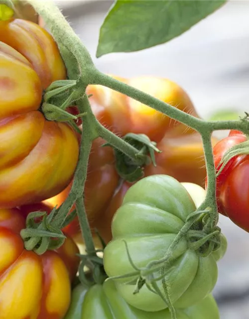 Solanum lycopersicum