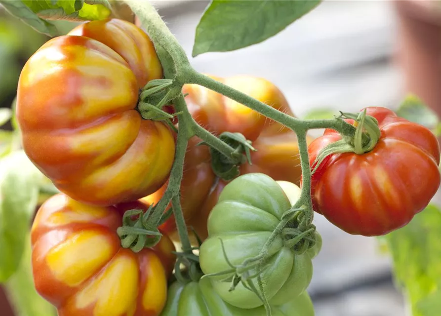 Solanum lycopersicum