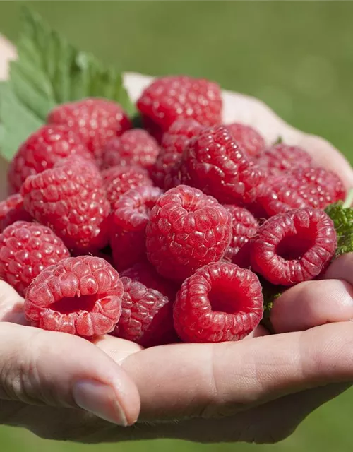 Rubus idaeus