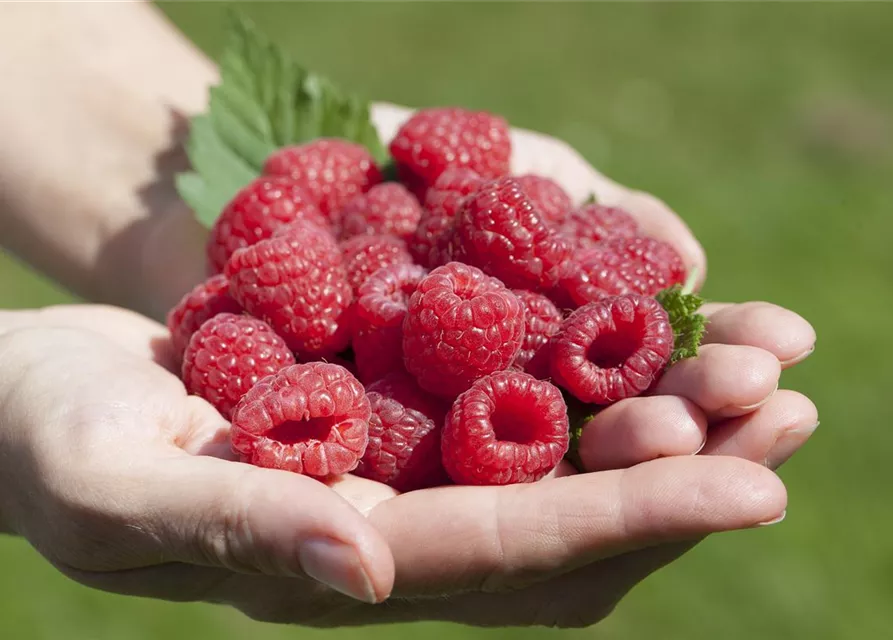 Rubus idaeus