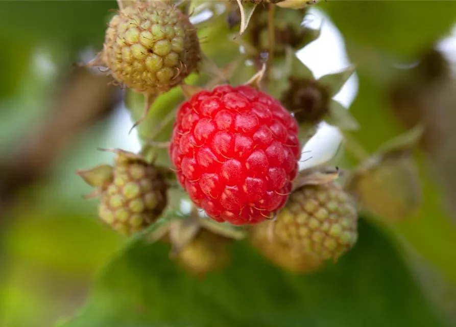 Rubus idaeus