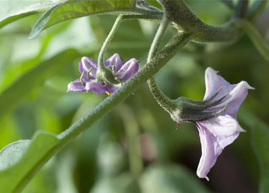 Solanum melongena