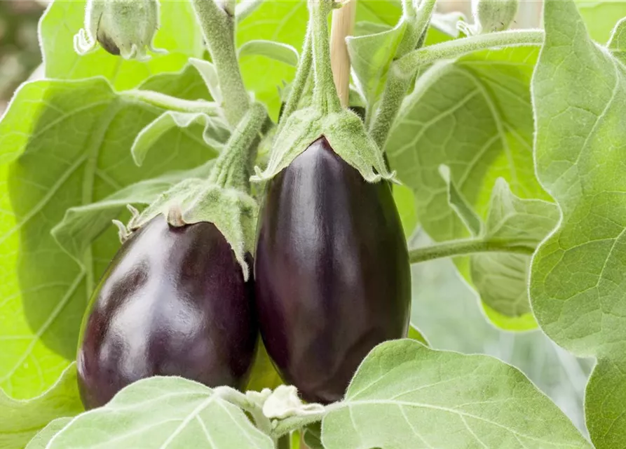 Solanum melongena