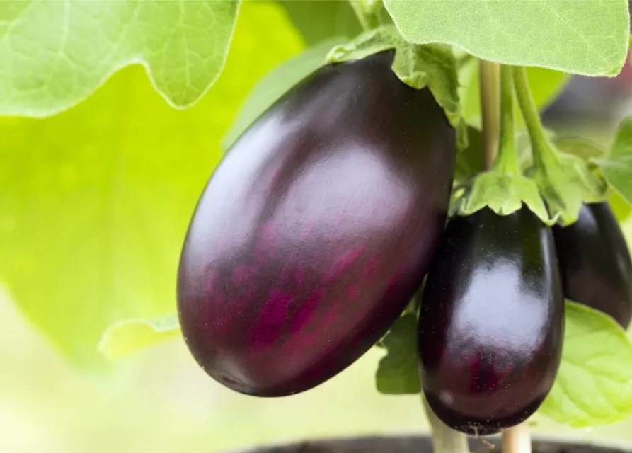 Solanum melongena